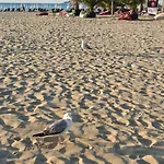 Magnolia 7 New For Your Vacation In Sunny Sunny Beach
